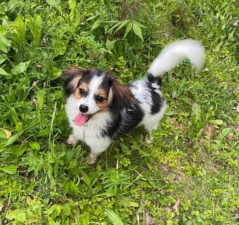 Spaniel kontynentalny miniaturowy, phalene, nie papillon FCI - 4