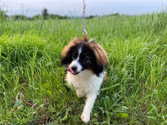 Spaniel kontynentalny miniaturowy, phalene, nie papillon FCI - 4