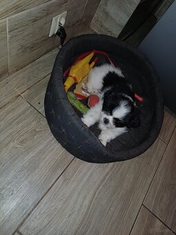 Pieski shih tzu - 4