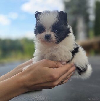 Szpic miniaturowy pomerania - 4
