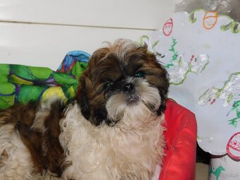 Piesek shih tzu - 4