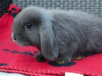 Cudowne baranki mini lop niebieskie - 4