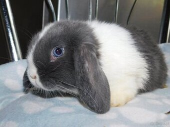 Cudowne baranki mini lop niebieskie - 4