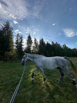 Atrakcyjny wałach - 4