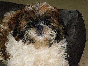 Shih tzu piesek Niko - 4