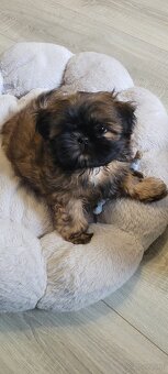 Suczka Shih Tzu - 4