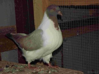sprzedam gołębie - 4