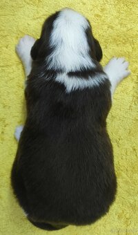 Rasowy pies Border Collie z pełną dok. przebadani rodzice - 4