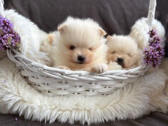 SZPIC MINIATUROWY POMERANIAN PIĘKNE SUNIE I PIESKI - 4