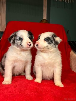 Border collie PsiPatrol.PL Canis e Catus - 4