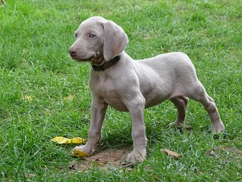 szczeniaka ogara rasy weimaraner gładkowłosy - 4