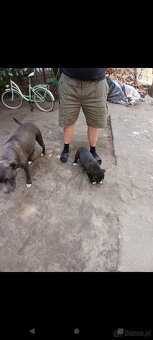 Amstaff - 4