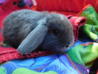 Piękne baranki mini lop - 4