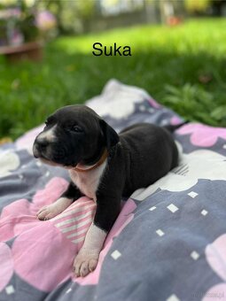 Masywne szczeniaki amstaff - 4