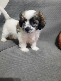 Hawanczyk z rodowodem - 4