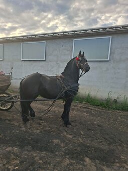 Klacz Fryzyjska Ylena - 4