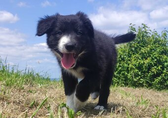 BORDER COLLIE z Hodowli - Rasowy pies z pełną dok. - 4