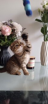 Sprzedam koty rasowe. SCOTTISH FOLD.I czarna kotka brytyjka - 4