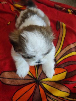 Piesek shih-tzu - 4