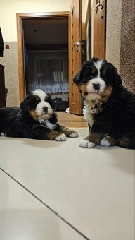 Szczeniaki Berneński Pies Pasterski - 4