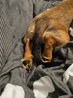 Szczenię -piesek - 4