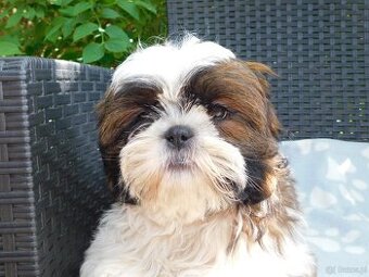 Cudna sunia Shih tzu Diana - 4