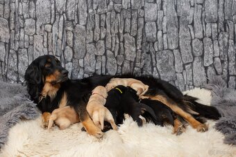 Oferta szczeniąt rasy Hovawart z rodowodem - szczenięta - 4