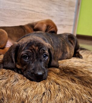 Szczeniaki Posokowiec Hanowerski - 4