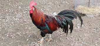 Koguty włoszki, legbary 25r. - 4