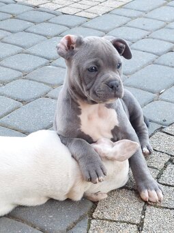 Szczeniaki AMERICAN BULLY - 4