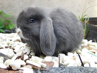Cudowne baranki mini lop - 4