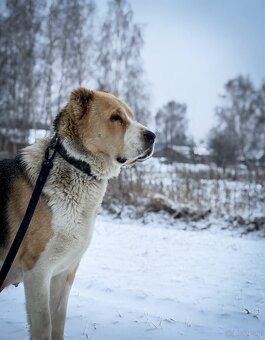 Owczarek środkowoazjatycki alabai - 4