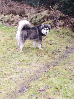 Alaskian Malamut - 4