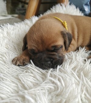 Szczenięta Dogue de Bordeaux FCI - 4