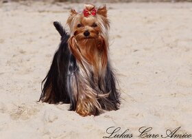 Yorkshire terrier FCI - 4
