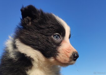 Piękna Rasowa Suczka Border Collie, szczenię z pełną dok. - 4