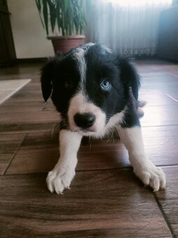 Border collie - 4