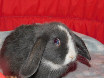 Niebieskie baranki mini lop - 4