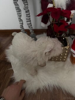 Szczeniaki – mix West Highland White - 4