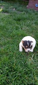 Jack Russell terrier - 4