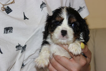 Cavalier King Charles Spaniel szczeniaczki ZKwP po CH.PL. - 4
