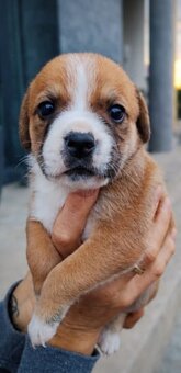 Urocze szczenięta po mamie buldoga francuskiego - 4
