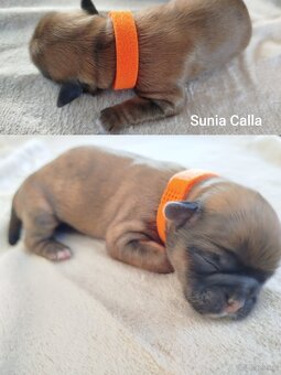 Sunia Shih Tzu z rodowodem - 4