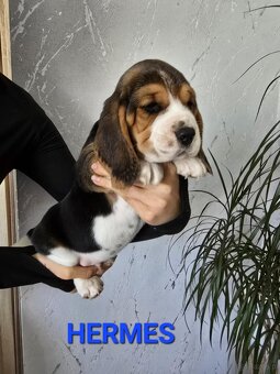 Szczenięta rasy Beagle Tricolor - 4