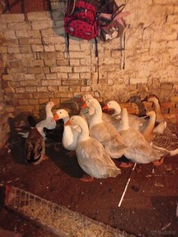 Sprzedam gęsi oraz kaczki - 4