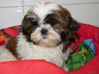 Piękna sunia shih tzu Diana - 4
