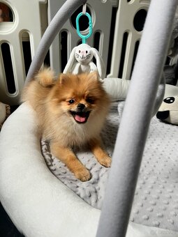 Pomeranian, szpic miniaturowy - suczka ORANGE - 4