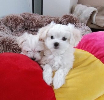 Maltańczyk szczenię boy - 4