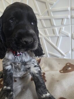 Cocker spaniel angielski - 4