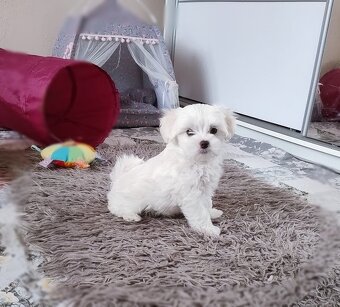 Maltańczyk suczka szczenię - 4